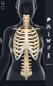 اسکرین شات 5 برنامه My Skeleton Anatomy