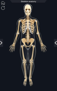 اسکرین شات 2 برنامه My Skeleton Anatomy