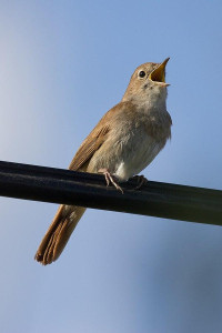 اسکرین شات 1 برنامه Nightingale Bird Sounds