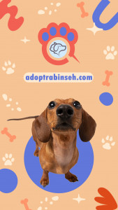 اسکرین شات 1 برنامه آگهی حیوانات رابینسه