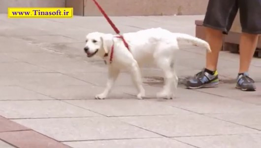 اسکرین شات 10 برنامه آموزش نگهداری و تربیت سگ های خانگی