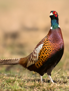 اسکرین شات 1 برنامه Pheasant sounds