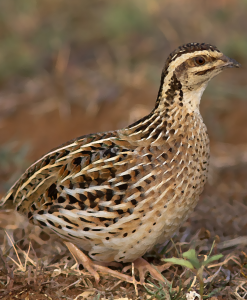 اسکرین شات 1 برنامه Rain quail bird Sounds