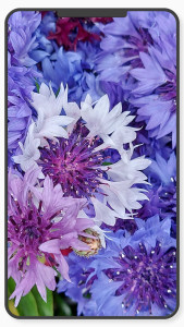 اسکرین شات 4 برنامه Flower Wallpaper-7