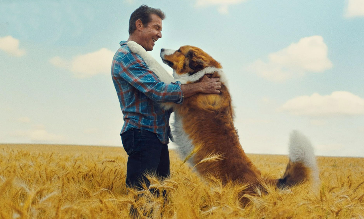 سفر یک سگ داستانی خانوادگی جذاب و احساسی است که نشان می‌دهد حیوانات خانگی چه نقشی مهمی در زندگی انسان‌ها می‌توانند داشته باشند