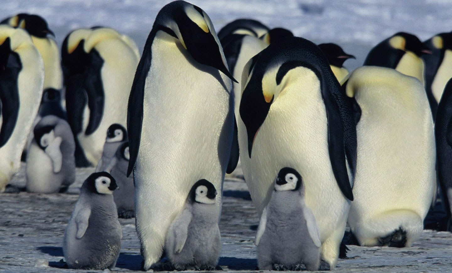 این فیلم زندگی گروهی از پنگوئن‌های امپراطور را از اواخر تابستان در قطب جنوب دنبال می‌کند