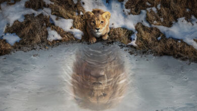 اولین تریلر فیلم «موفاسا: شیرشاه» (Mufasa: The Lion King) منتشر شد
