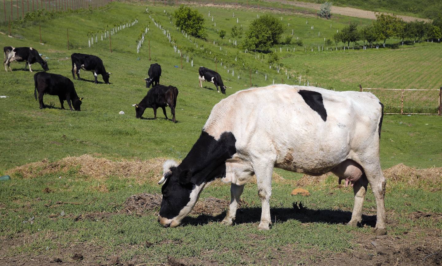 Cattle burping